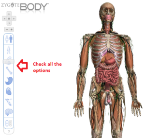 Explore The Human Body in 3D View1
